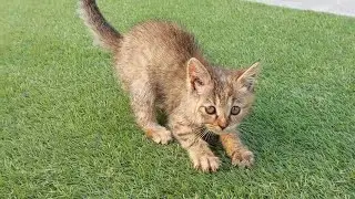 Mother Cat Seems Unhappy With Her Kittens 😿