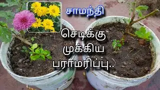 பூக்கள் முடிந்த சாமந்திக்கு பராமரிப்பு இப்படி கொடுங்க | Chrysanthemum Plant 🪴 Care | Gardening 