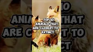 Top 10 Animals that are closest to Extinct #top #animals #animal