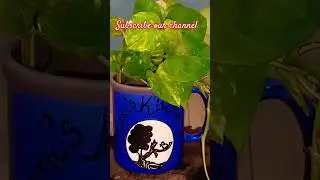 Beautiful Money Plant Jar From Waste Material #youtubeshorts #ytshorts #plantpots  #moneyplant