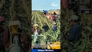 Sorghum farming for beginners: a simple guide to harvesting sorghum