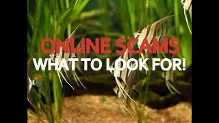 AQUARIUM HOBBY ONLINE SCAMS | HOW TO AVOID & WHAT TO LOOK FOR?