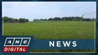 DAR, Land Bank ordered to pay Hacienda Luisita P28-B compensation | ANC