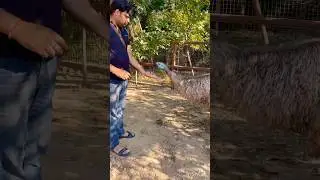 Emu Bird 🐦 likes Baby J Papa