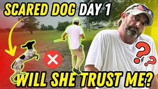 The BEST Way to Help a Scared Dog Feel SAFE and Secure