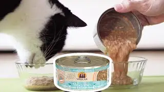 Cat Food Taste Test | Weruva Stew's Clues Turkey, Chicken & Salmon Dinner in Gravy | 🎧 ASMR Cats