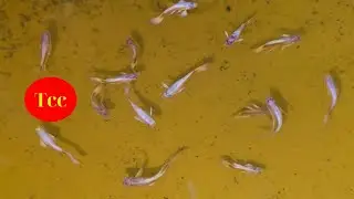 C&aacute; 7 M&agrave;u Rừng Đẻ Nhiều Nha