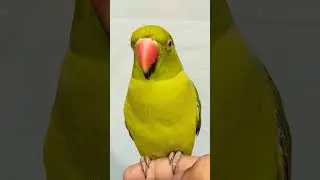 Parrots Beak Cut 🦜 #factshorts #viral #ytshorts