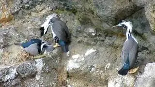 Spotted Shag. Пятнистый баклан (543sp)