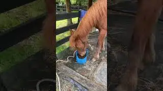 A  day with a pony on recovery ❤️&zwj;🩹 ( I am working on getting her more relaxed with her syringe )