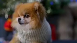Pull pour chien Aspen Snowflake &ndash; Hiver chic | Pom d&rsquo;Azur