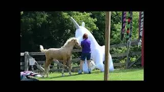 MtnTop Meadowlark - 3 1/2 month old palomino Morgan filly - ground training