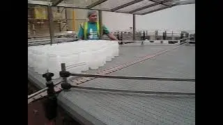 Accumulation Table for Food Industry, Conveyor System