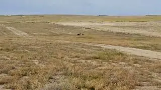 galgos epila