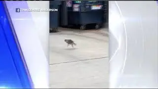 Juvenile peregrine falcon found hopping in La Crosse alley