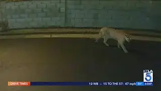Mountain lion attacks dog in Silver Lake