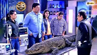 সিআইডি কি ২০০ বছরের পুরনো এই কুমিরের মৃত্যুর রহস্য উদঘাটন করতে পারবে| CID | সিআইডি 2025 #cidbangla