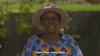 Seed Sovereignty - African Learning Exchange on Agroecology Economies
