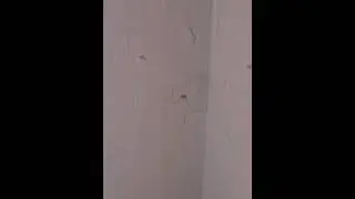幽靈蜘蛛結網 安德遜蠅虎特寫 Hasarius adansoni