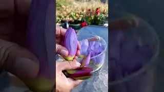 lotus flower | beautiful nature shorts