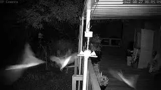 BATS (LESSER LONG-NOSED NECTAR BATS)