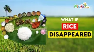 WHAT IF :: Rice disappeared --- #whatif #rice #science