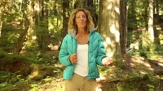 NATURE ART WORKSHOP - Dancing Under The Cedars
