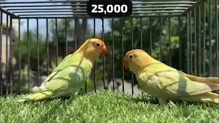 Parblue Opaline Pale Fallow Male & Female Breeder Pair for 35K - Naveed Sheikh Split DunFallow Pairs