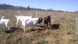Billy goats