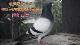 思い出に残る銘鳩 おがさわら14号 53。歴史に残る銘鳩。内田鳩舎。プカラスロフト＆不知火ロフト。