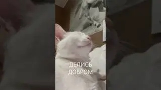 Слушай Аякса #catvideos #catshorts #shortsvideo #shortsfeed #shortsyoutube #shorts #cat #кот