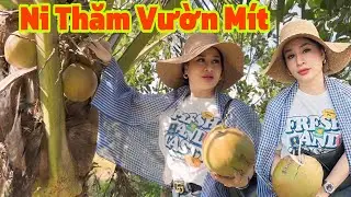Hồng Ni đi Thăm vườn Anh Hiếu Hái dừa