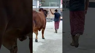 Evening stroll with a gigantic red Sahiwal bull inside the urban farm 🌇🐂