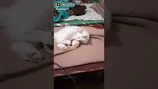 cat for sale new video 2022 sadar    shop