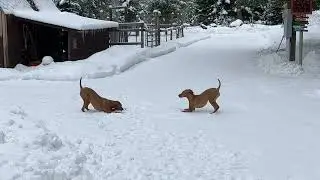 Fresh powder tastes best haha
