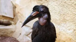 N&ouml;rdliche Hornraben: Gef&auml;hrdete Sch&ouml;nheit in unserem Zoo
