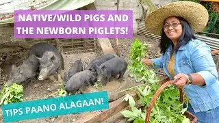 NATIVE/WILD PIGS: Feeding, Breeding and Meet Our Newborn Piglets | Kaya Bang Alagaan?
