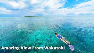 Amazing The View Beauty of the Golden Coral Triangle World Waktobi Indonesia 4K Video