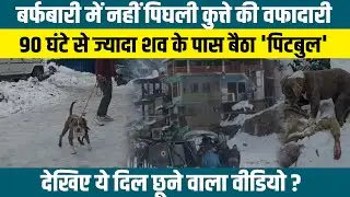 वफादारी की मिसाल Pitbull: Chamba की बर्फीली वादियों में मालिक के साथ आख़िरी सांस तक डटा रहा कुत्ता