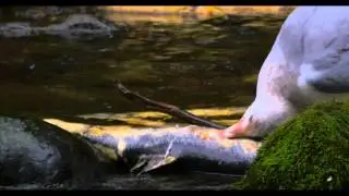 November 2014 Salmon Run Victoria BC
