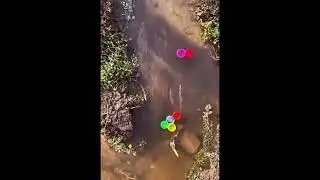 Bottle Cap Racing : Which color will win?