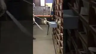 Ce serpent attaque son maitre &ccedil;a tournemal