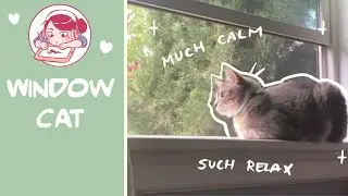 Calming Window Cat (─‿‿─)