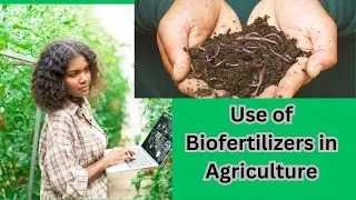 Boost Crop Yield Naturally: The Ultimate Guide to Using Biofertilizers in Agriculture