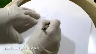الجزء الثاني من تجارب الموائع قوة الطفو قاعدة ارخميدس الوزن الظاهري مبدأ ارخميدس الازاحة  والحيز