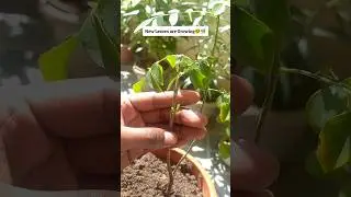 Curry Patta Plant: 3 Important Tips to Grow?🌿 #shorts #gardening #youtubeshorts #plants