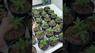 Happy babies 😊 🌱 under SunPlix G2 640W quantum strip fixtures.
