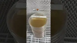 Efficient Batch Testing of Mushroom Liquid Culture Jars #shorts #mycology #mushroom #science #diy