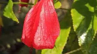 Morning Macro of Red Abutilon Flower 🌺 | Dew Drops | Peaceful Nature Vlog