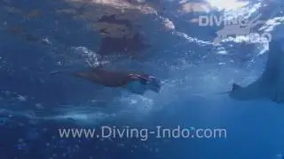 Manta dance at Manta Point Bali - Diving Indo